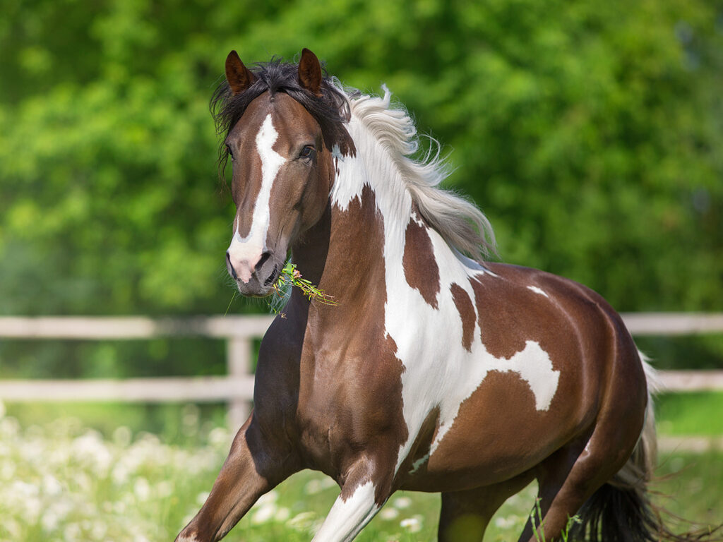 Плюси оренди коня для фотосесії